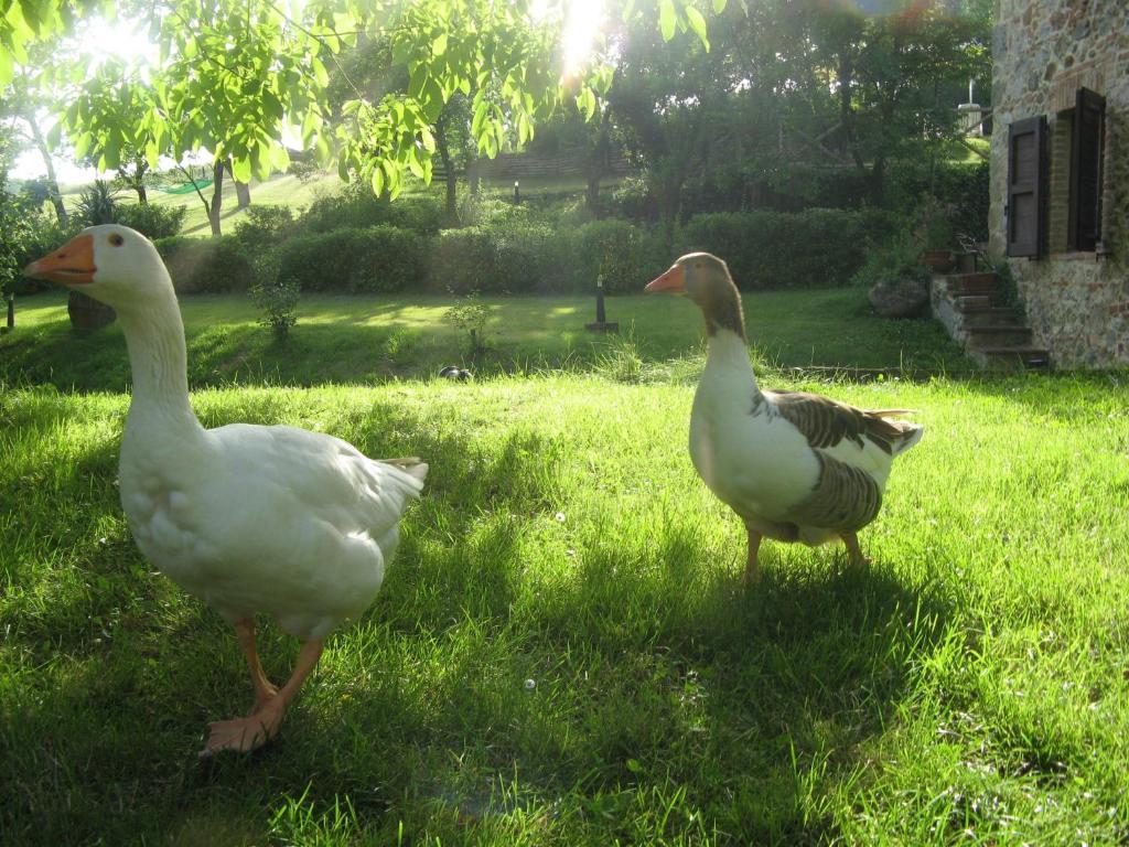 קיוסדינו Agriturismo Il Mulino Delle Pile מראה חיצוני תמונה